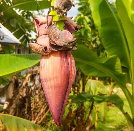 sakit jantung sebelah mana